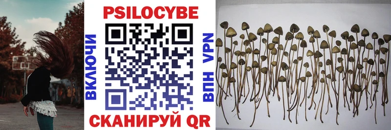 Купить где  Болотное  Галлюциногенные грибы прущие грибы 